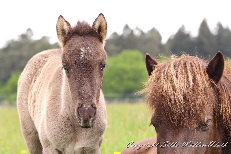 Farsael g.jpg - Farsael von Heidmoor 10 Tage alt